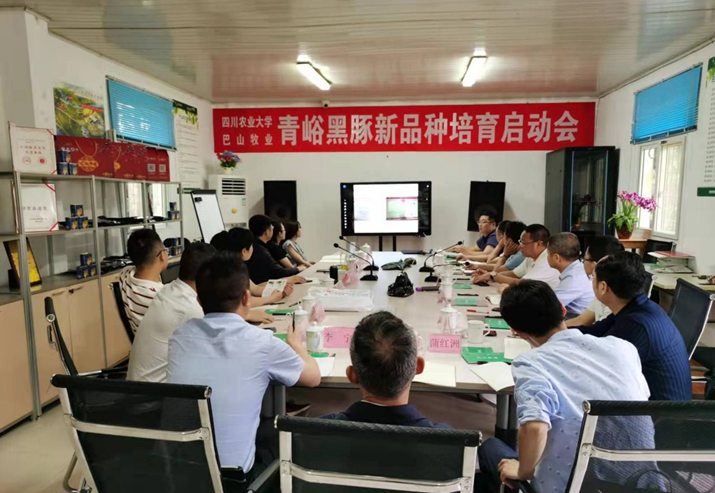 巴中市巴山牧業股份有限公司與四川農業大學會召開了青峪黑豬新品種選育啟動會